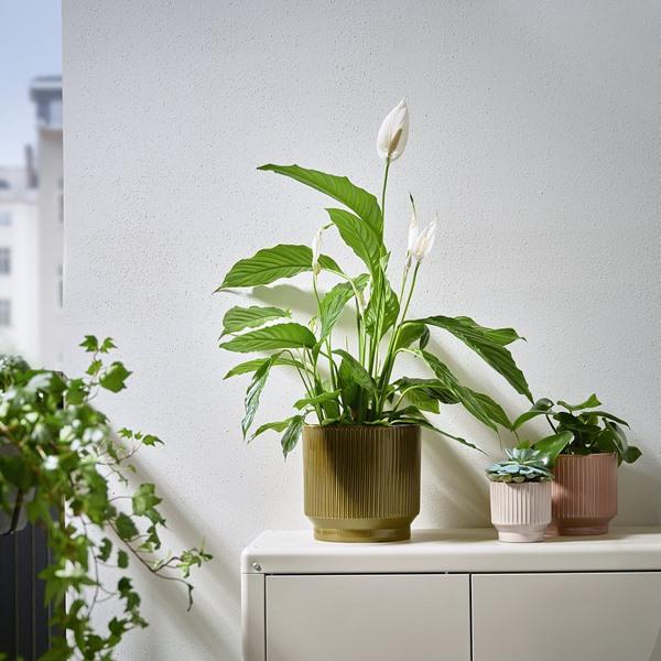 [IKEA/イケア/通販]HONUNGSPALM ホヌングスパルム鉢カバー, 室内/屋外用/グリーン,19 cm[B](30595787) |  | 01