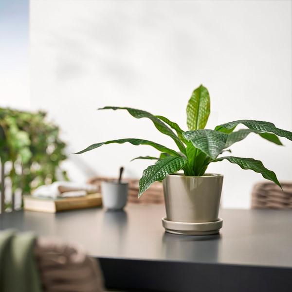 [IKEA/イケア/通販]FEJKA フェイカ人工観葉植物, 室内/屋外用 クロコダイルファーン,12 cm[B](30600883) |  | 02