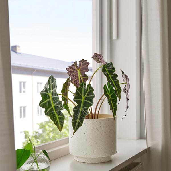 [IKEA/イケア/通販]SANDKORSBAR サンドコルスベル鉢カバー, 室内/屋外用/ベージュ,19 cm[B](30621828) |  | 01