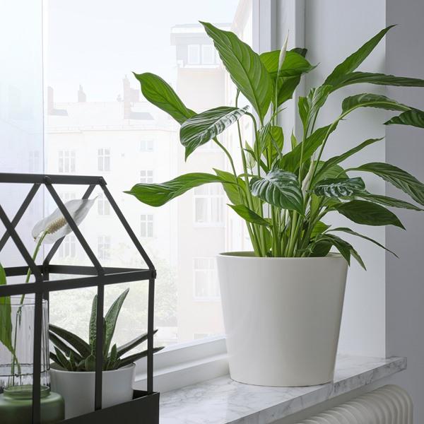 [IKEA/イケア/通販]SOJABONA ソイヤボナ鉢カバー, ホワイト,19 cm[B](40533591) |  | 05