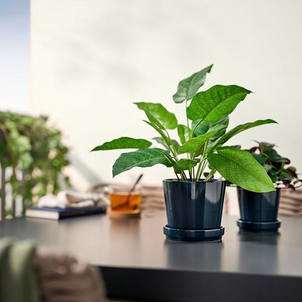 [IKEA/イケア/通販]FEJKA フェイカ人工観葉植物, 室内/屋外用 カラテア,12 cm[B](40600887) |  | 02