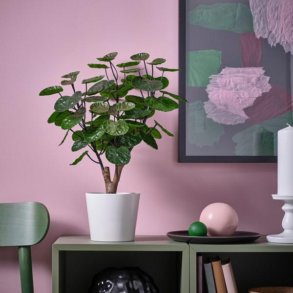 [IKEA/イケア/通販]FEJKA フェイカ人工観葉植物, 室内/屋外用 アラリア,12 cm[C](40600892) |  | 01