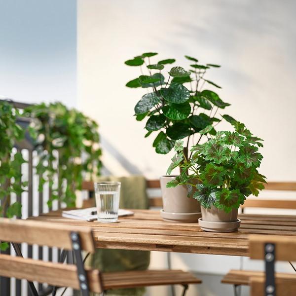 [IKEA/イケア/通販]FEJKA フェイカ人工観葉植物, 室内/屋外用 アラリア,12 cm[C](40600892) |  | 02