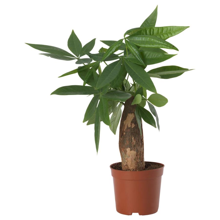 [IKEA/イケア/通販]PACHIRA AQUATICA 鉢植え, 10.5 cm[C](40612908) | 