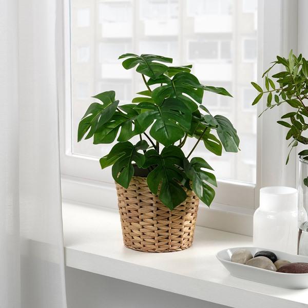 [IKEA/イケア/通販]FEJKA フェイカ人工観葉植物, 室内/屋外用 モンステラ,12 cm[C](40615233) |  | 01