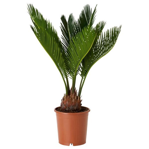 [IKEA/イケア/通販]CYCAS REVOLUTA鉢植え, ソテツ,12 cm[C](40627467) | 