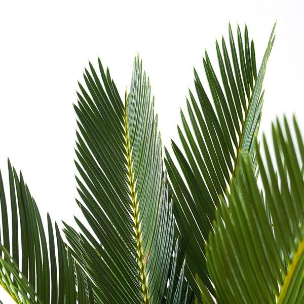 [IKEA/イケア/通販]CYCAS REVOLUTA鉢植え, ソテツ,12 cm[C](40627467) |  | 01