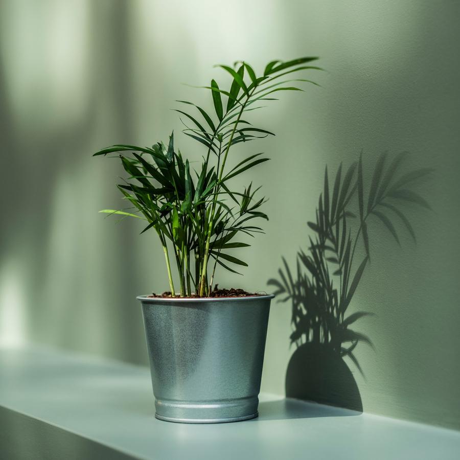 [IKEA/イケア/通販]BINTJE ビンチェ 鉢カバー, 亜鉛メッキ, 9 cm[A](60334128) |  | 05