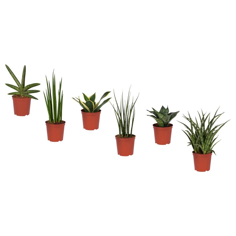 [IKEA/イケア/通販]SANSEVIERIA サンセヴィエリア 鉢植え, アソートプランツ, 8 cm[B](60612907) | 