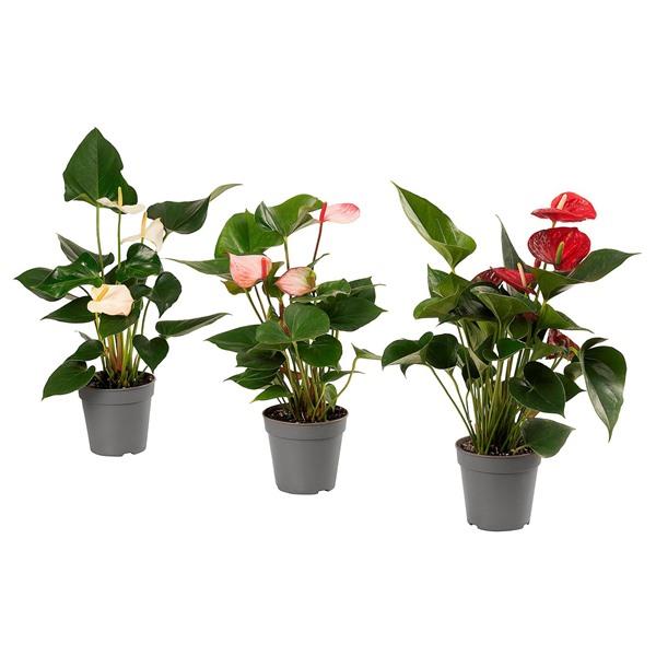 [IKEA/イケア/通販]ANTHURIUM ANDREANUM アントゥリウム アンドレアナム鉢植え, アンスリューム,15 cm[C](60623915) | 