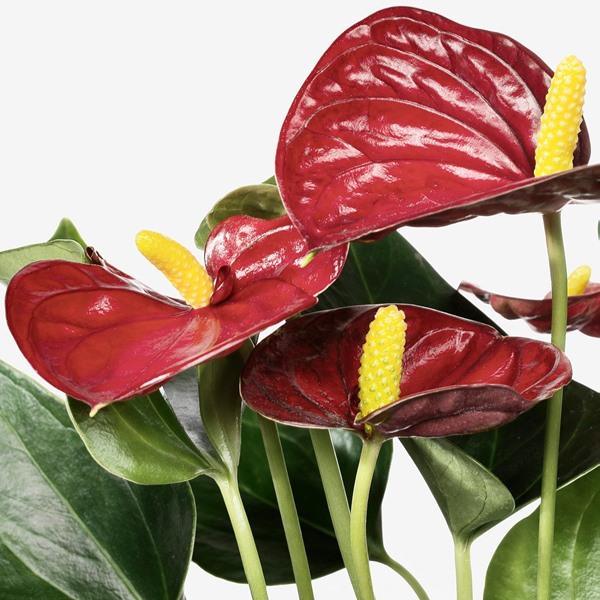 [IKEA/イケア/通販]ANTHURIUM ANDREANUM アントゥリウム アンドレアナム鉢植え, アンスリューム,15 cm[C](60623915) |  | 01