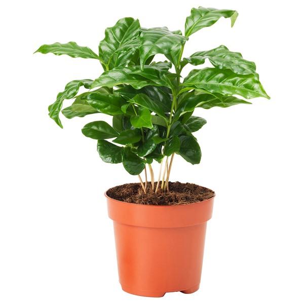 [IKEA/イケア/通販]COFFEA ARABICA鉢植え, コーヒー,9 cm[A](623918) | 