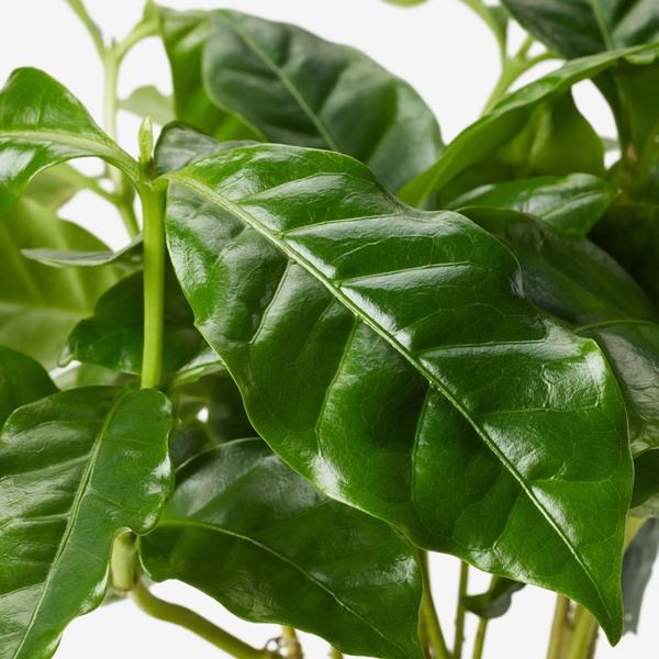 [IKEA/イケア/通販]COFFEA ARABICA鉢植え, コーヒー,9 cm[A](623918) |  | 01