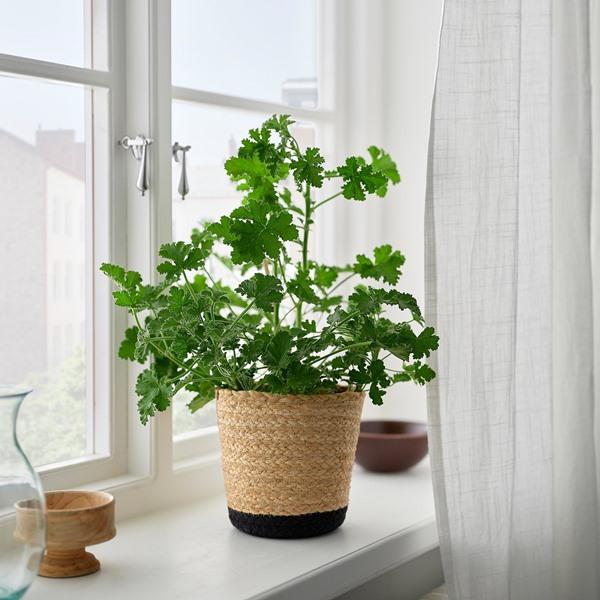 [IKEA/イケア/通販]TARNMAS テルンモース鉢カバー, 室内/ベージュ/ブラック,15 cm[A](627186) |  | 05