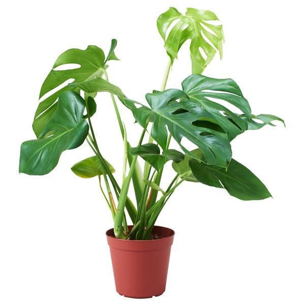 [IKEA/イケア/通販]MONSTERA ADANSONII モンステラ アダンソニー鉢植え, モンステラ・アダンソニー,17 cm[D](70217176) | 