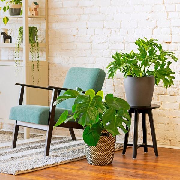 [IKEA/イケア/通販]MONSTERA ADANSONII モンステラ アダンソニー鉢植え, モンステラ・アダンソニー,17 cm[D](70217176) |  | 01