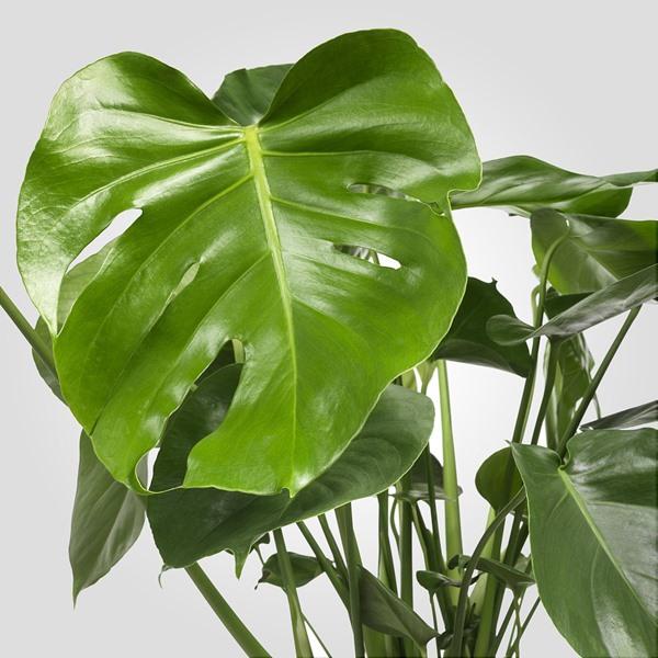 [IKEA/イケア/通販]MONSTERA ADANSONII モンステラ アダンソニー鉢植え, モンステラ・アダンソニー,17 cm[D](70217176) |  | 02