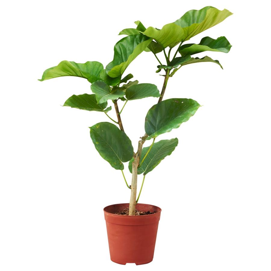 [IKEA/イケア/通販]FICUS UMBELLATA 鉢植え, 21 cm[H](70217181) | 