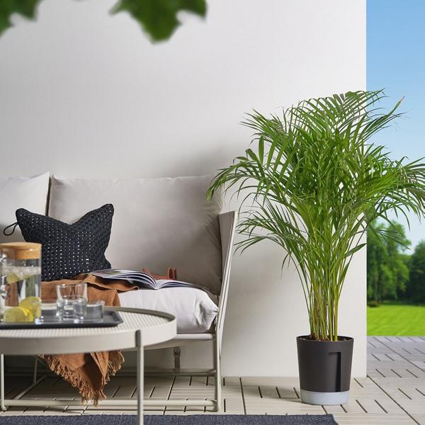 [IKEA/イケア/通販]VARDTRAD ヴォルドトレド自動水やり機能付き植木鉢, 室内/屋外用 透明/チャコール,19 cm[AB](70570860) |  | 04