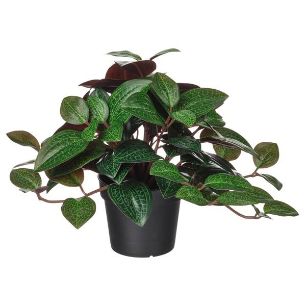 [IKEA/イケア/通販]FEJKA フェイカ人工観葉植物, 室内/屋外用 ジュエルオーキッド,9 cm[A](80600871) | 