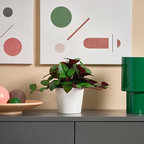 [IKEA/イケア/通販]FEJKA フェイカ人工観葉植物, 室内/屋外用 ジュエルオーキッド,9 cm[A](80600871) |  | 01
