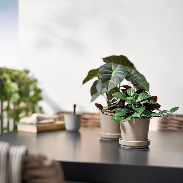 [IKEA/イケア/通販]FEJKA フェイカ人工観葉植物, 室内/屋外用 ジュエルオーキッド,9 cm[A](80600871) |  | 02