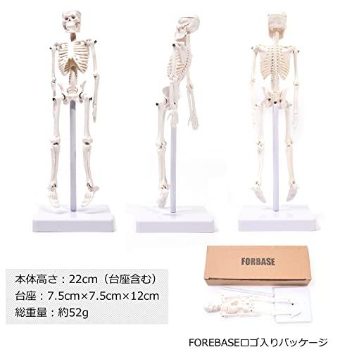 人体 模型 22cm 【高品質 教材にも使える精巧さ】 骨格模型 骨格標本 骨模型 【合計7ヶ所の可動部位あり！！複雑な姿勢も可能】 骨 標本 人体 2｜westbay-link｜07
