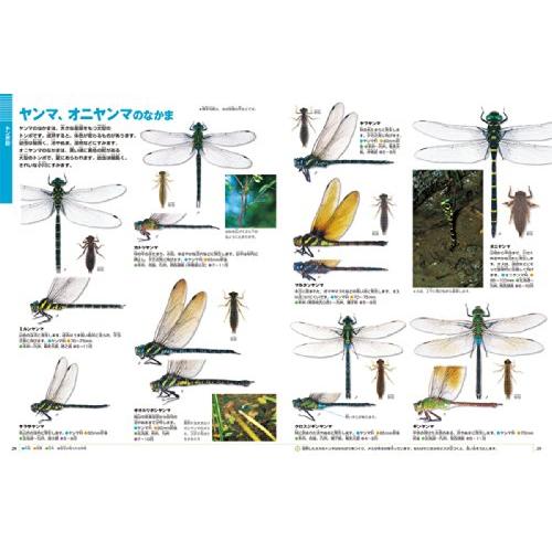 DVD付 新版 昆虫 (小学館の図鑑 NEO) : White Wings2 - 通販 DVD付 新版 昆虫 (小学館の図鑑 NEO) : White Wings2 - 通販