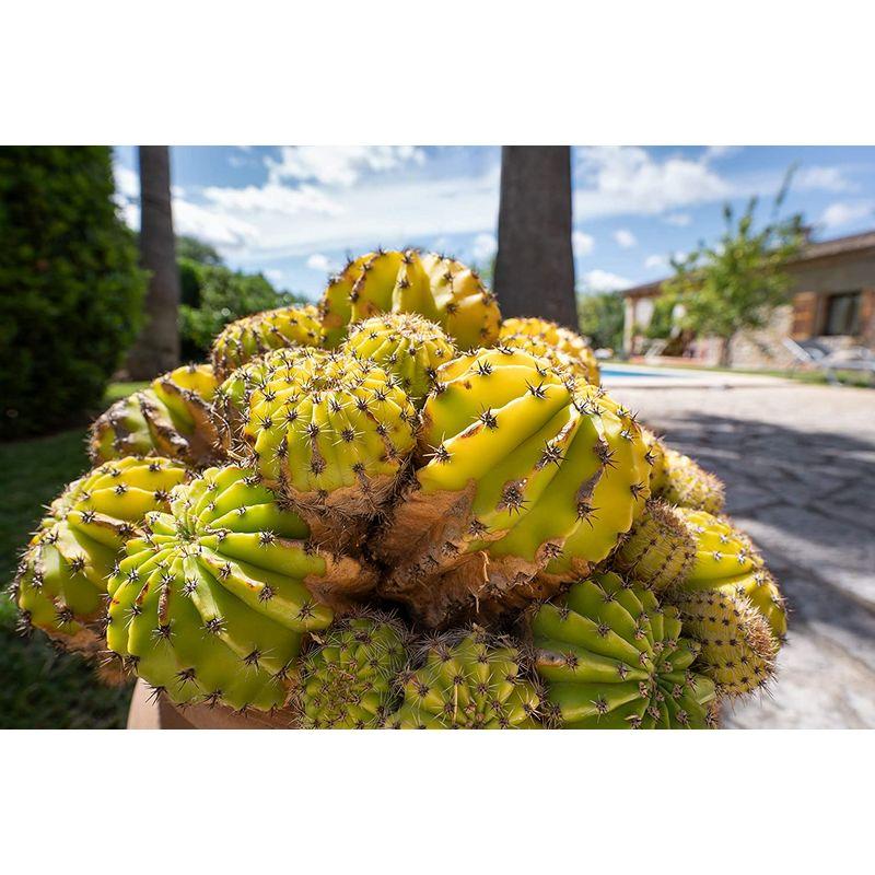 【タイムセール】 タムロン 17-28mm F/2.8 Di III RXDF（Model：A046）ソニーFEマウント用レンズ（フルサイズミラーレス対応） 【VQL1435008587】(52248円)