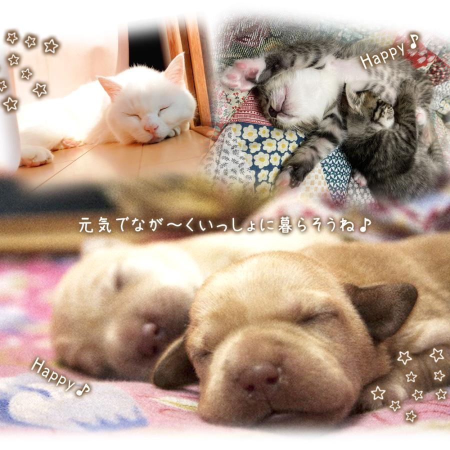 体重計 ペット 犬 猫 ペットスケール ペット用体重計 bow&mew ペット