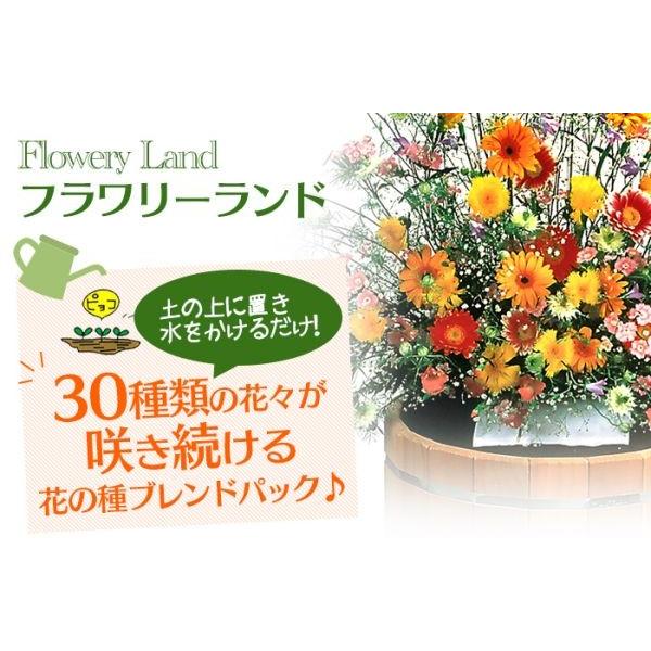 敬老の日 ギフト 21 花の種 ブレンドパック フラワリーランド 1パック 秋蒔き 春蒔き 栽培 種まき 簡単 ガーデニング 庭造り 珍しい花の種 1 暮らしの幸便 通販 Yahoo ショッピング