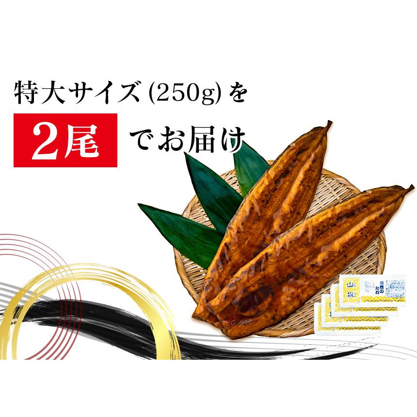 うなぎ  蒲焼き 国産 【直送】 ウナギ 鹿児島 鰻 特大 250g × 2尾 うなぎ蒲焼き グルメ 鹿児島産 ギフト 熨斗 のし対応 食べ物 グルメギフト 食品 贈り物 |  | 10