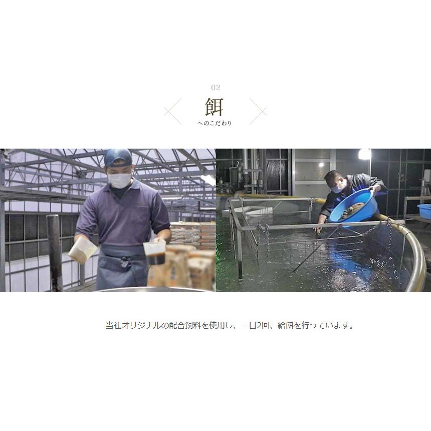 うなぎ  蒲焼き 国産 【直送】 ウナギ 鹿児島 鰻 特大 250g × 2尾 うなぎ蒲焼き グルメ 鹿児島産 ギフト 熨斗 のし対応 食べ物 グルメギフト 食品 贈り物 |  | 04