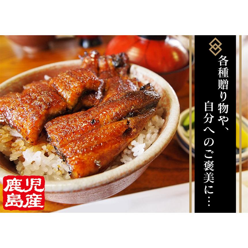 うなぎ  蒲焼き 国産 750g 【直送】 ウナギ 鹿児島 鰻 特大 250g × 3尾 うなぎ蒲焼き グルメ 鹿児島産 ギフト 熨斗 のし対応 食べ物 グルメギフト 食品 |  | 09