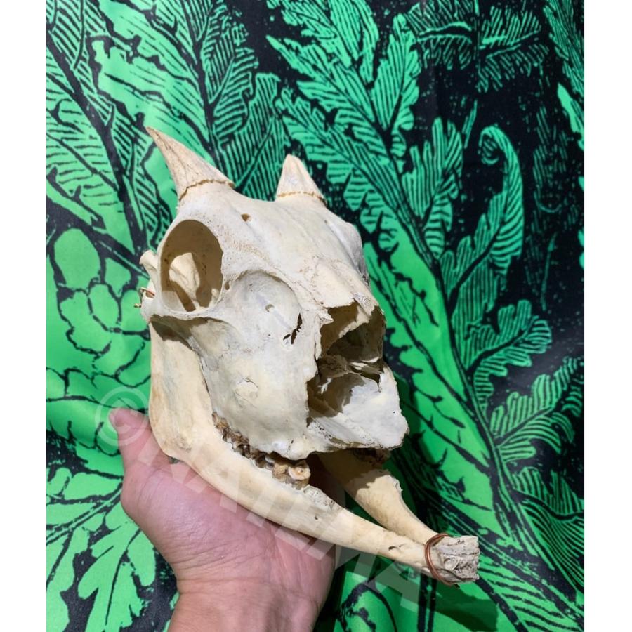中古 骸骨 頭蓋骨 かもしか ニホンカモシカ 角 骨董 アンティーク ヴィンテージ_1