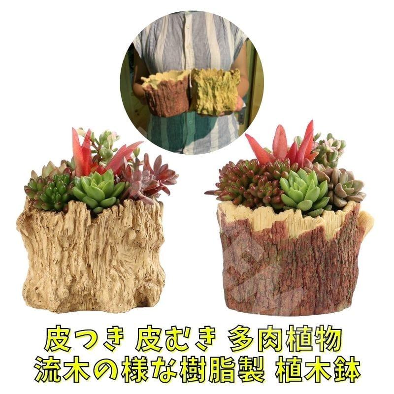 AsamiMaeda＊リメ鉢/リメイク鉢/多肉植物 | 昨日は寄せ植え