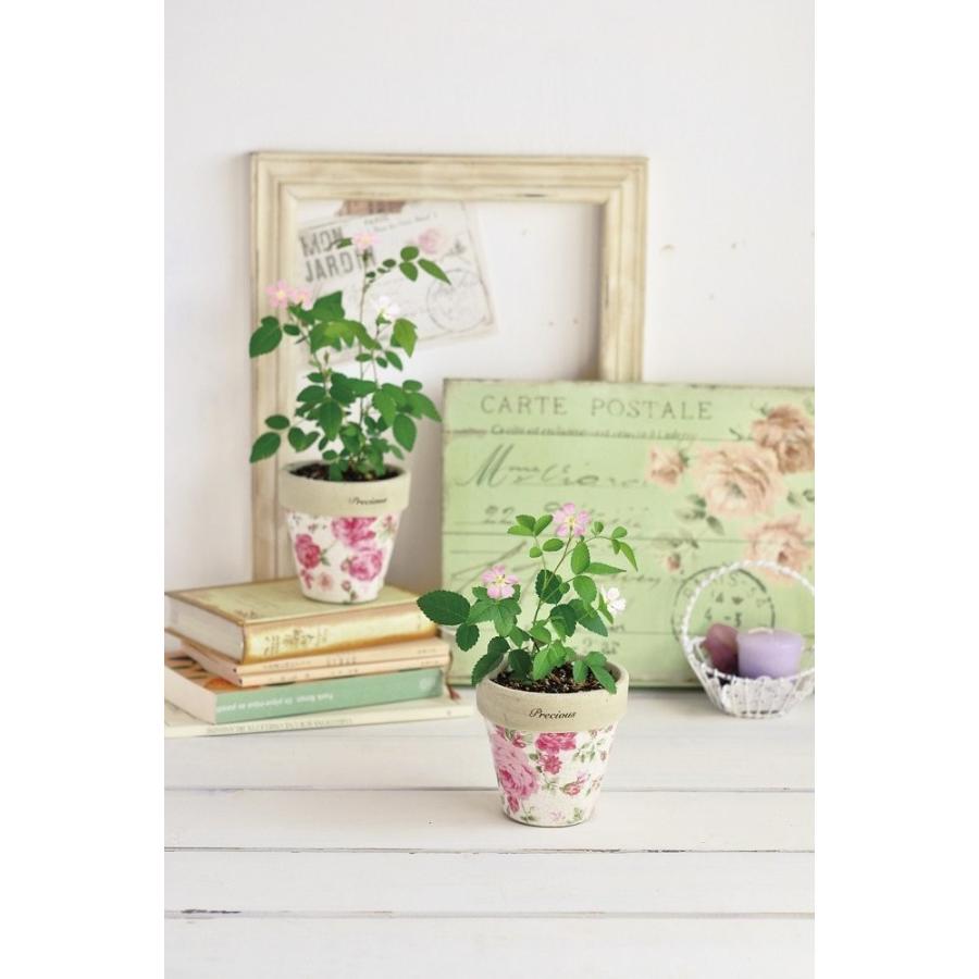 クラシックローズ ミニバラ栽培セット 薔薇栽培キット 観葉植物 ガーデニング 聖新陶芸 ギフト プレゼント Bs ウィッグランド 通販 Yahoo ショッピング