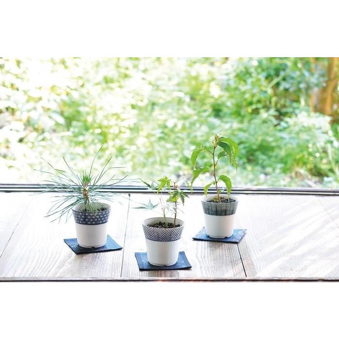 染付小紋盆栽 もみじ栽培セット Bonsai 栽培キット 観葉植物 ガーデニング 聖新陶芸 ギフト プレゼント Bs ウィッグランド 通販 Yahoo ショッピング