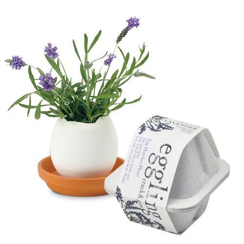 聖新陶芸 エッグリング エコフレンドリー ラベンダー 植物 グリーン 栽培セット ガーデニング プチプラ ギフト 景品 プレゼント Bs ウィッグランド 通販 Yahoo ショッピング