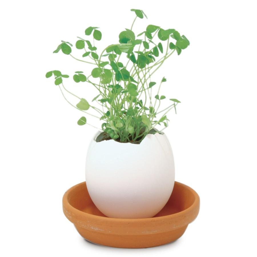 聖新陶芸 EG-5705 エッグリング クリアパッケージ クローバー 観葉植物