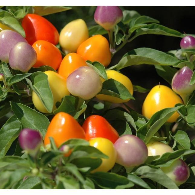 お芽でたおちょこ 達磨 白 五色とうがらし栽培セット ギフト ガーデニング インテリア雑貨 聖新陶芸 観葉植物 Bs 0349 ウィッグランド 通販 Yahoo ショッピング