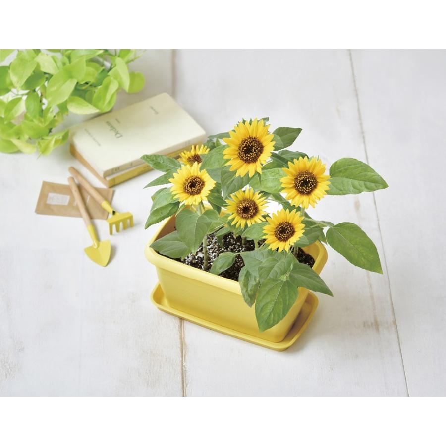 エンジョイプランター フラワー ミニヒマワリ プチガーデニング 栽培セット 聖新陶芸 観葉植物 ガーデニング インテリア雑貨 プレゼント ギフト Bs 0394 ウィッグランド 通販 Yahoo ショッピング
