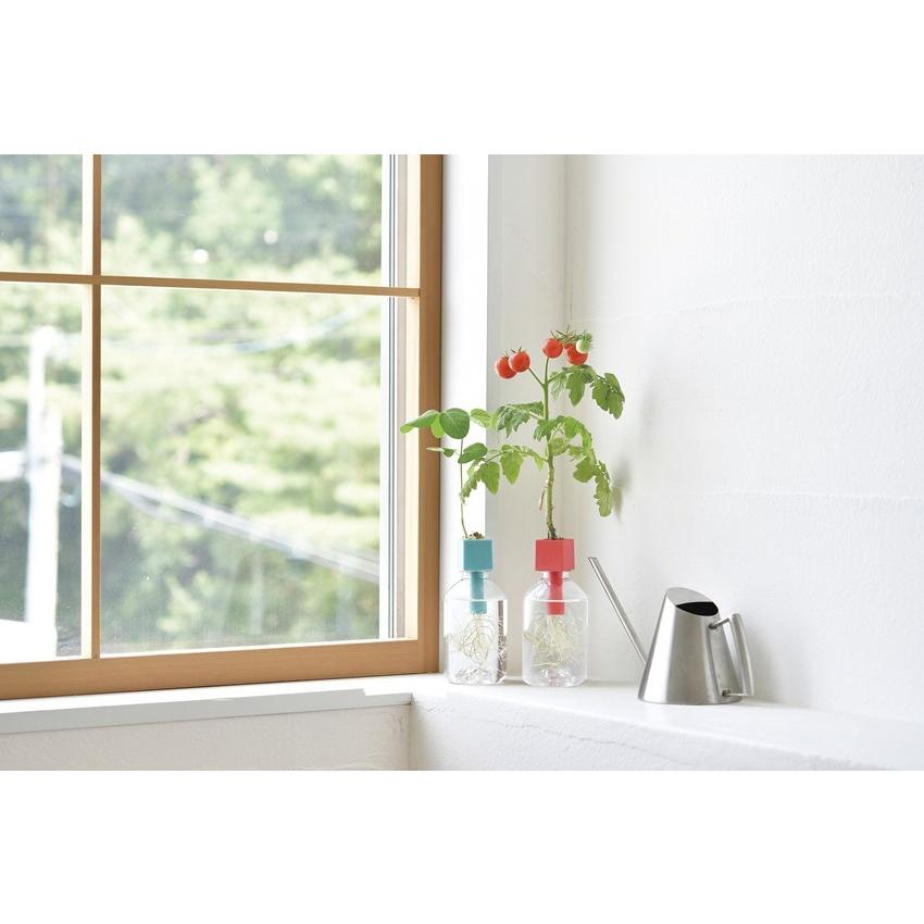 グリーントイ かわいいサボテン ペットボトルで育てる栽培セット 聖新陶芸 観葉植物 プレゼント ギフト 景品 Bs ウィッグランド 通販 Yahoo ショッピング