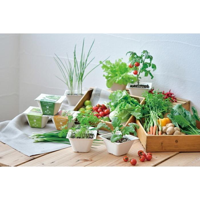 バガスグリーン ミニキャロット エコ容器で育てる野菜栽培セット 聖新陶芸 観葉植物 ガーデニング :BS-039754:ウィッグランド - 通販 - Yahoo!ショッピング バガスグリーン ミニキャロット エコ容器で育てる野菜栽培セット 聖新陶芸 観葉植物 ガーデニング :BS-039754:ウィッグランド - 通販 - Yahoo!ショッピング
