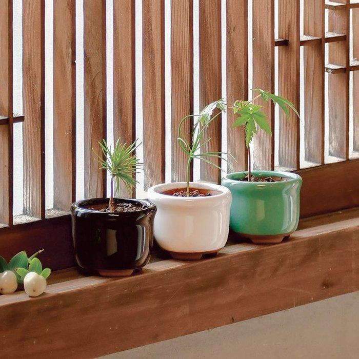 聖新陶芸 GD-96503 HACO MAME 盆栽栽培セット 紅葉 植物栽培セット 母