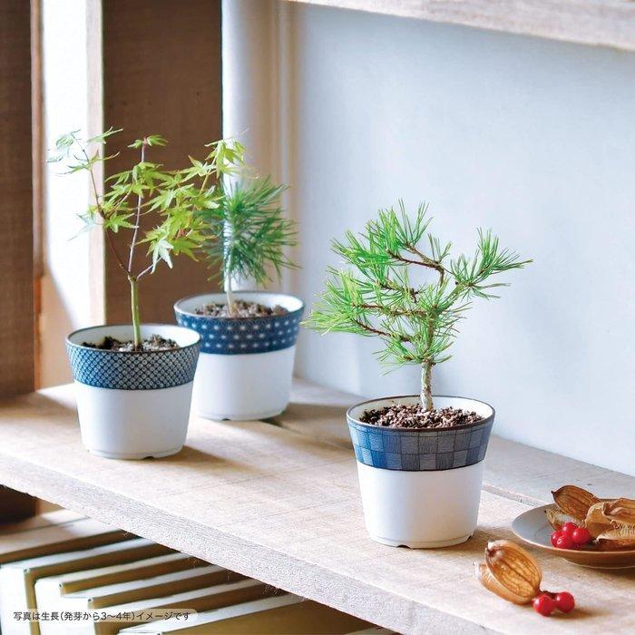 聖新陶芸 GD-45204 染付小紋 盆栽栽培セット 赤松 植物栽培セット 母の