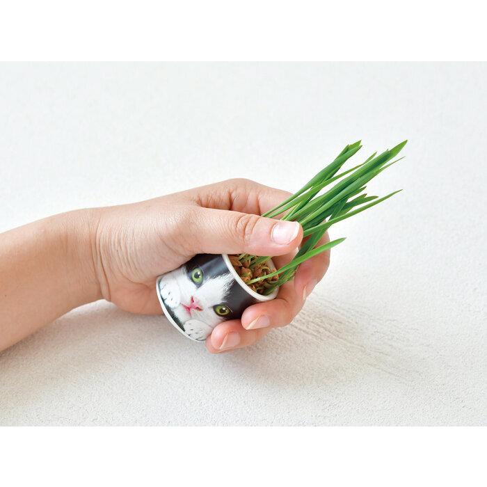 おちょこで猫草 白 GD-102901 聖新陶芸 栽培セットギフト プレゼント