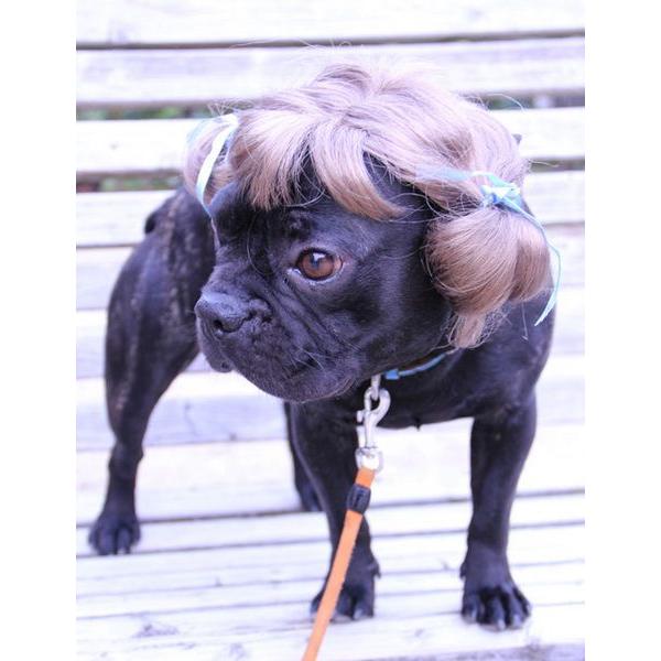 注目商品 オリジナル 動物用 犬 猫 ペットウィッグ かつら 注目商品 オリジナル 動物用 犬 猫 ペットウィッグ かつら