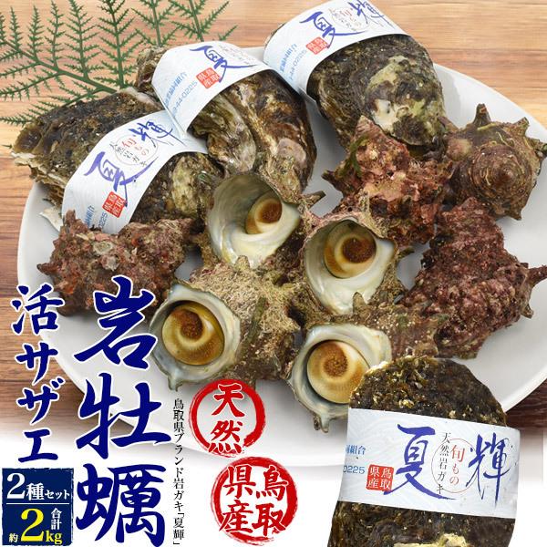 鳥取県産 天然岩牡蠣 活サザエ詰め合わせセット 合計2kg前後 活きたまま殻付き 物品 ランキングTOP10 生牡蠣 カキ 夏輝 冷蔵便