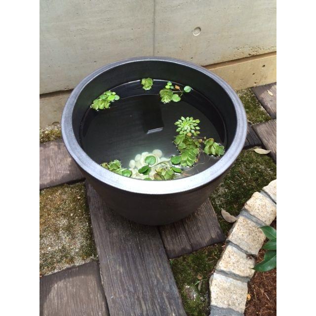 信楽焼 睡蓮鉢 雅 丸型30サイズ 黒 陶器製 大型 鉢 おしゃれ メダカ ベランダ 日本製 Bmmi 30mk Willベランダガーデン 通販 Yahoo ショッピング